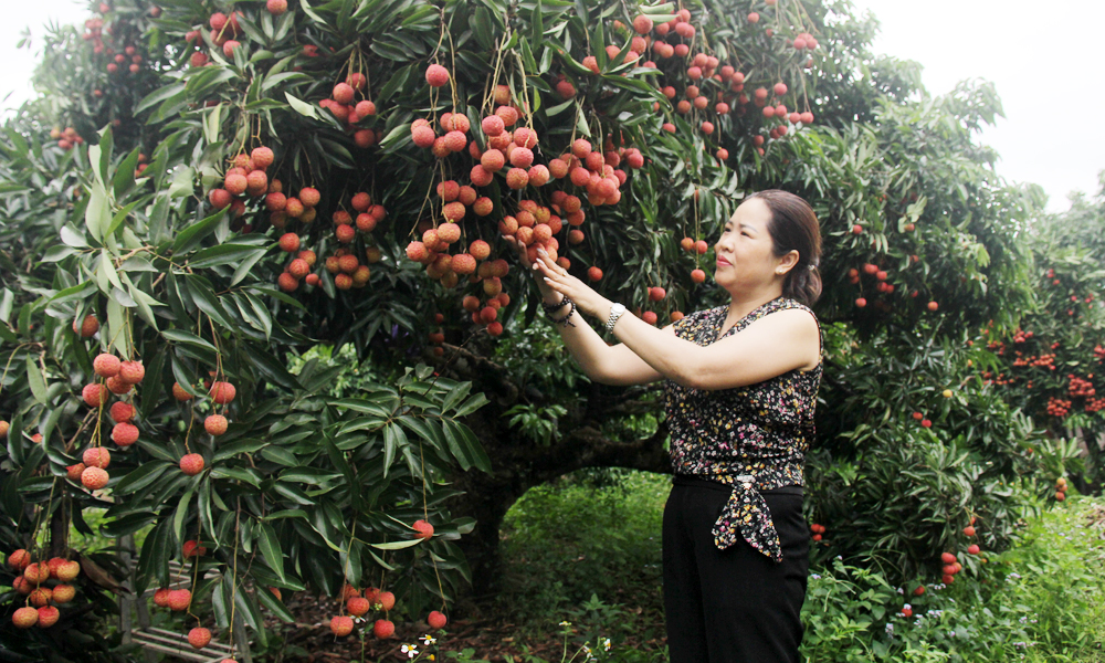 Nữ doanh nhân đưa vải thiều xuất ngoại